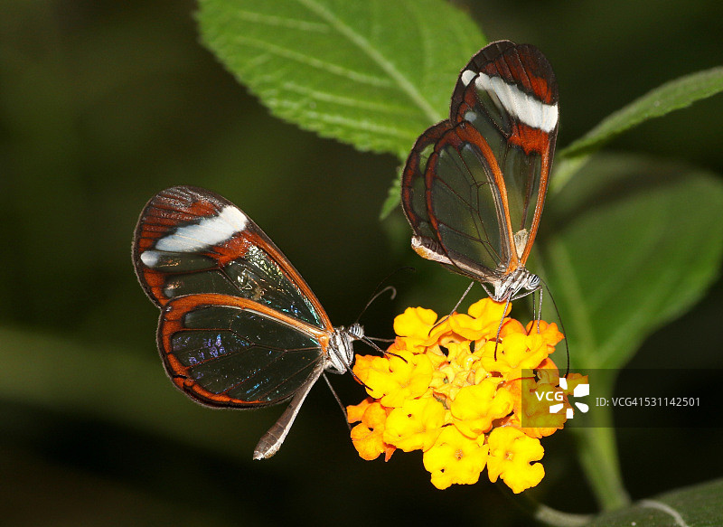 翩翩起舞的玻璃翼蝴蝶图片素材