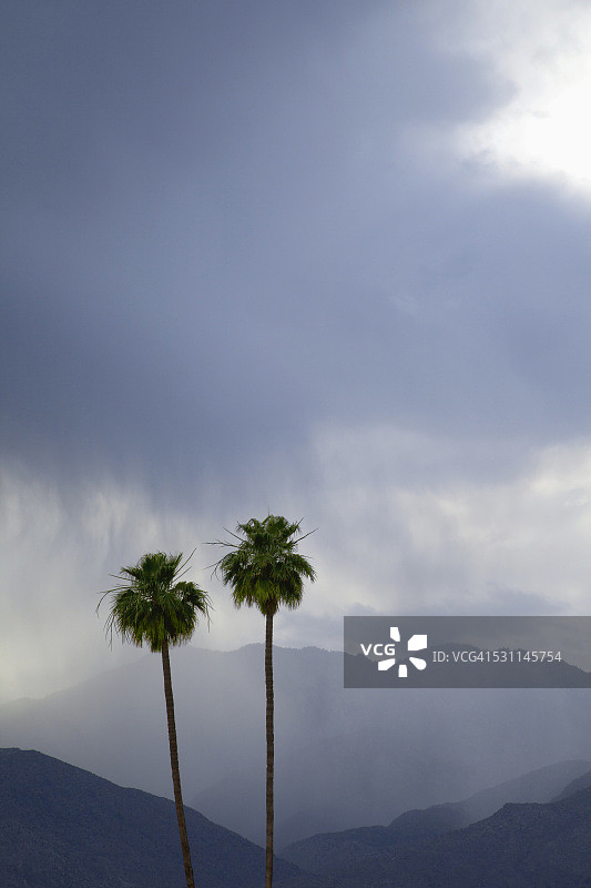 两棵加州蒲葵树，远处是山脉和雨云图片素材