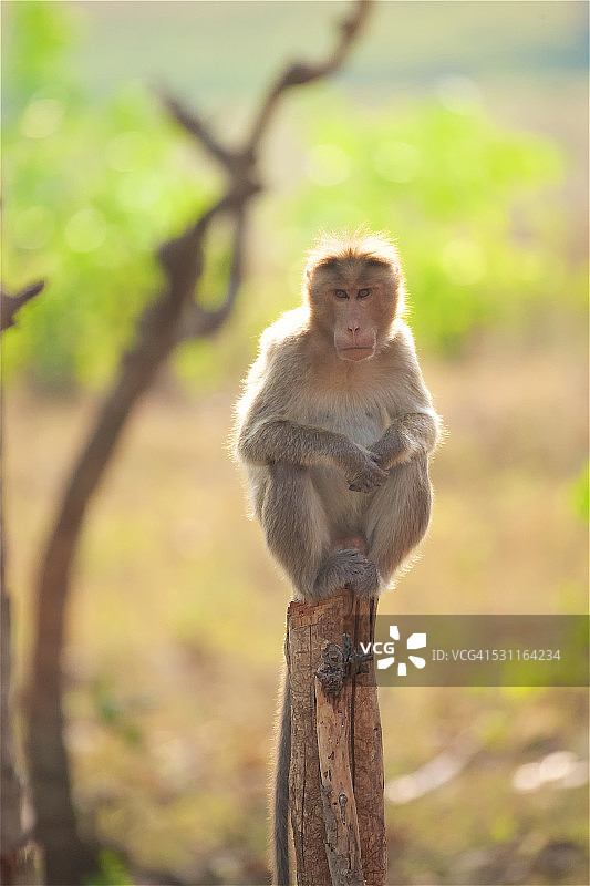 坐在树桩上的豚尾猕猴图片素材