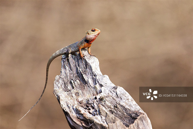 树桩上的印度岩石鬣蜥图片素材