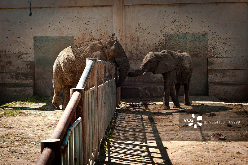 北京动物园里缠绕象鼻的象群图片素材