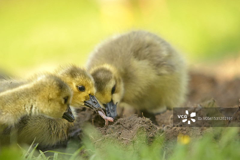 德国石勒苏益格-荷尔斯泰因：三只觅食的加拿大幼鹅（学名：Branta canadensis）图片素材