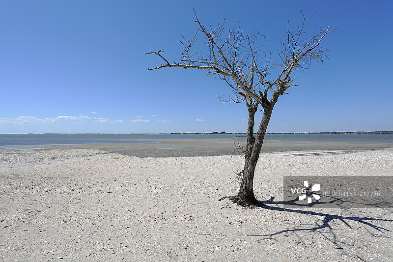 孤树 - 阿萨提格岛国家海岸图片素材