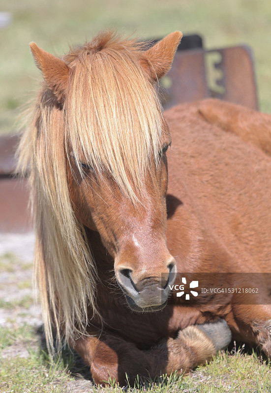 阿萨蒂格国家海岸帕洛米诺马休息场景图片素材