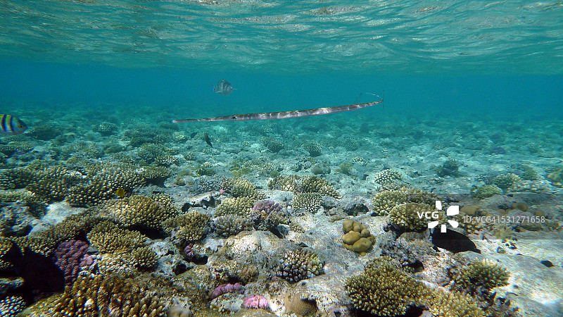 沙姆沙伊赫的珊瑚——埃及——红海图片素材