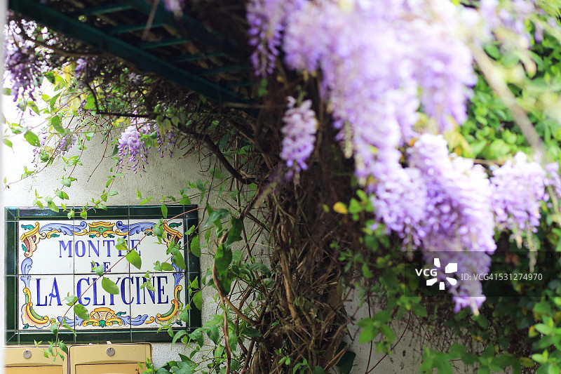 紫藤花阶图片素材