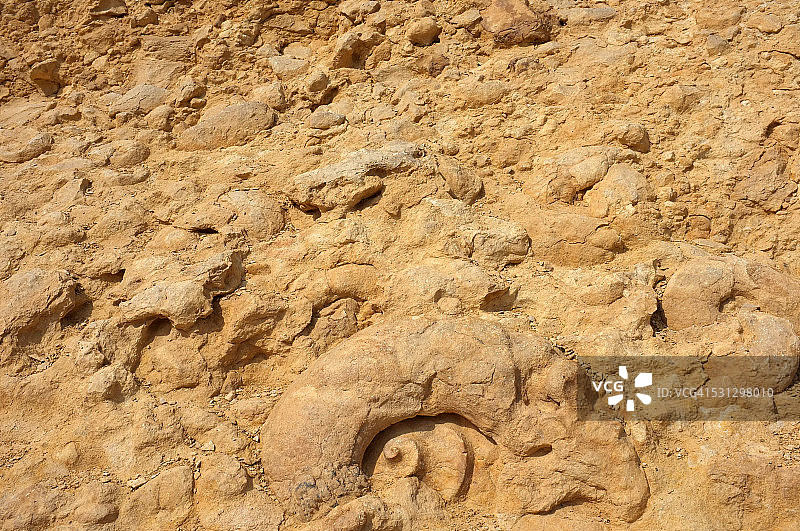 菊石图案特写图片素材