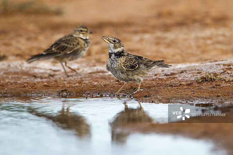 麦穗云雀在半沙漠地区的池塘边饮水（Melanocorypha calandra）图片素材