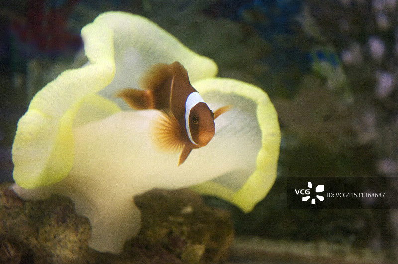 眼斑海葵鱼图片素材