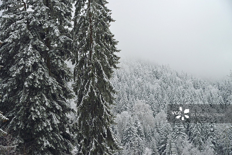 雪地下的冷杉树林图片素材