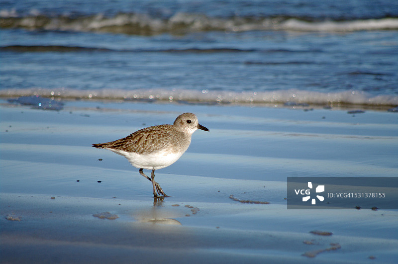 海滩上冬季羽毛的雪鸻图片素材