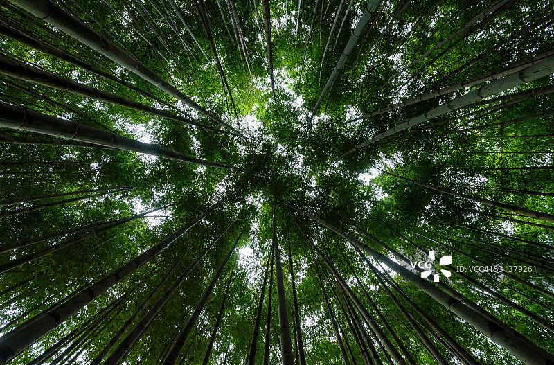 竹林图片素材
