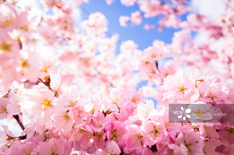 蓝天下盛开的粉色樱花图片素材