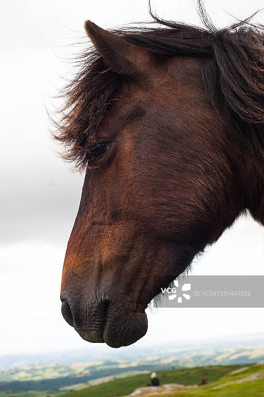 马的肖像图片素材