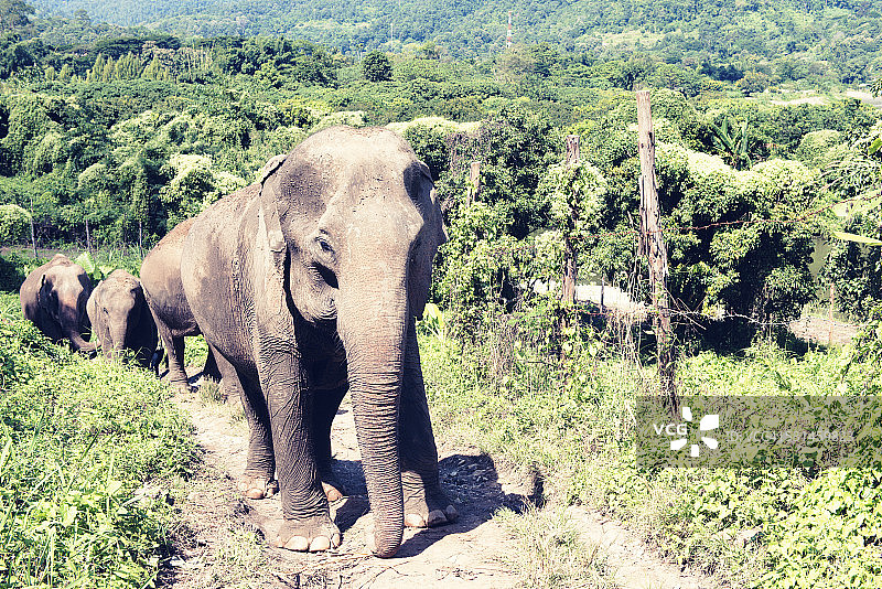 一群大象走上泰国清迈的山路图片素材
