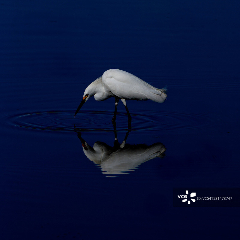 雪鹭在水中的倒影和涟漪图片素材