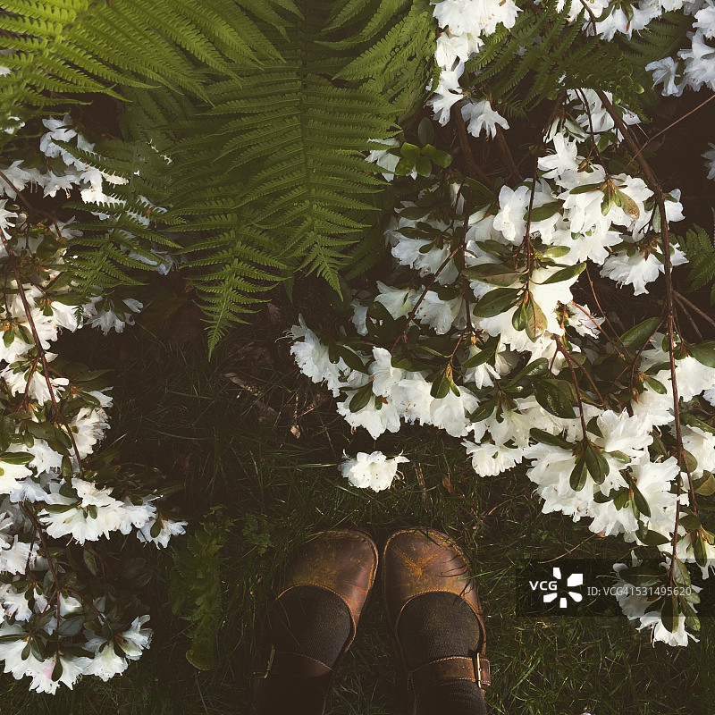 花园里的杜鹃花图片素材
