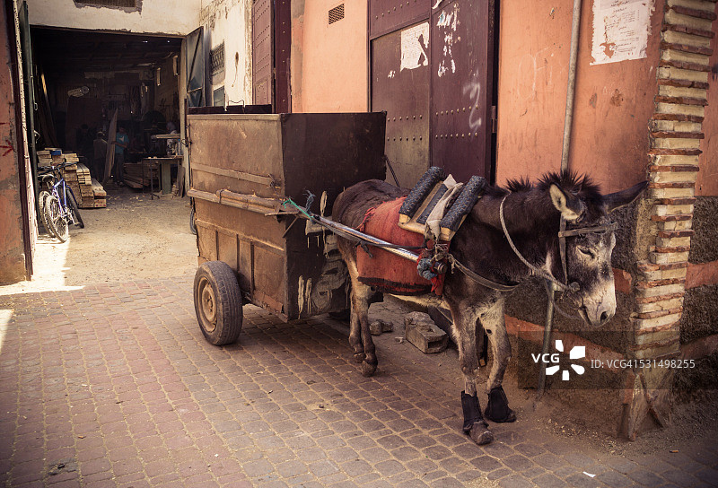 穿袜子的驴图片素材