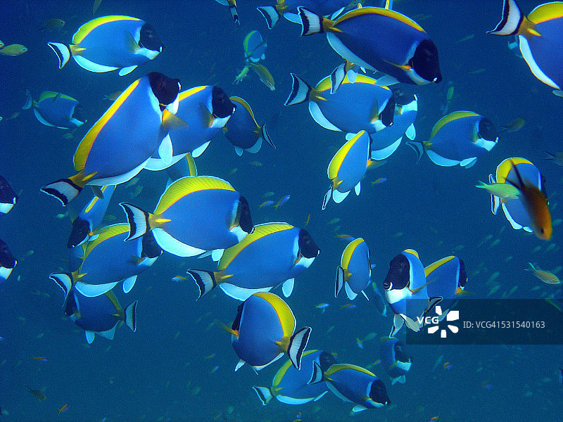 粉蓝刺尾鱼群图片素材