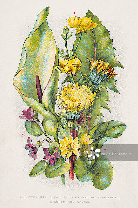 1898年野花雕刻图案图片素材