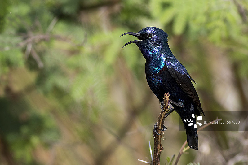 太阳鸟鸣叫图片素材