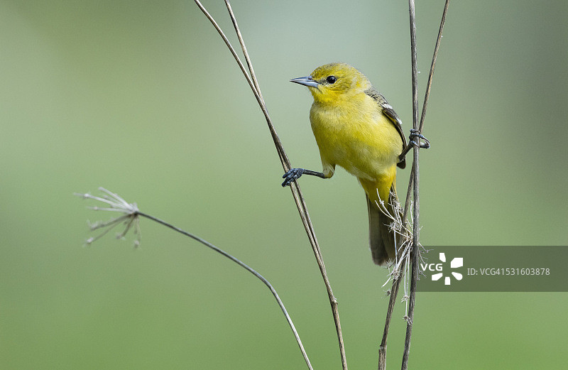 春天栖息的鹂鸟雌鸟图片素材