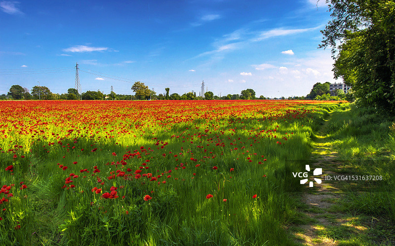 红色米兰图片素材