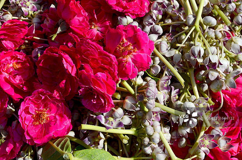 印度中央邦乌贾因辛哈斯特节昆梅拉的祈祷鲜花图片素材