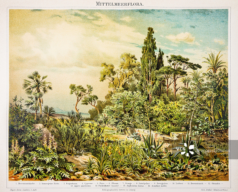 1896年地中海植物雕刻图片素材