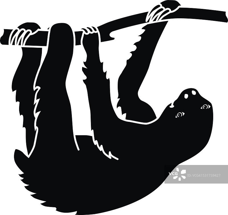 挂在树枝上的南美洲树懒图片素材