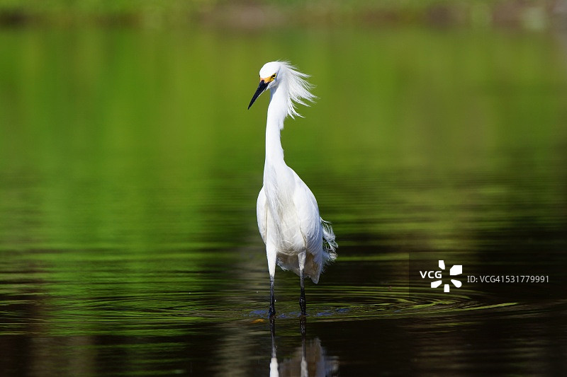 伟大的埃格雷特 （阿尔迪亚专辑）图片素材
