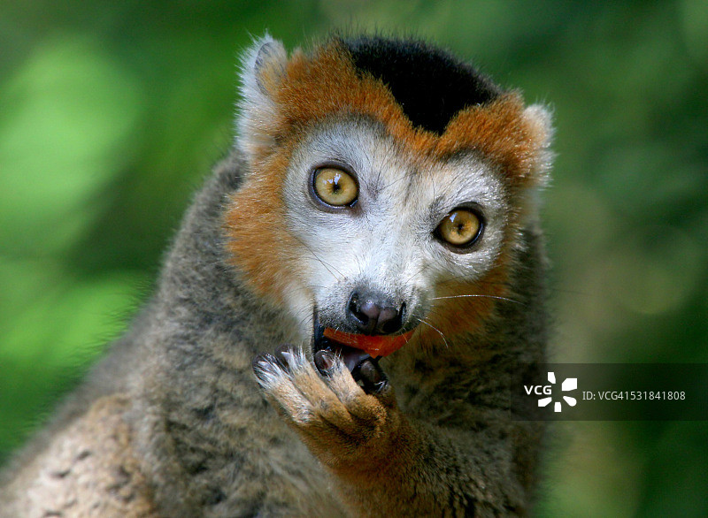 皇冠狐猴肖像图片素材