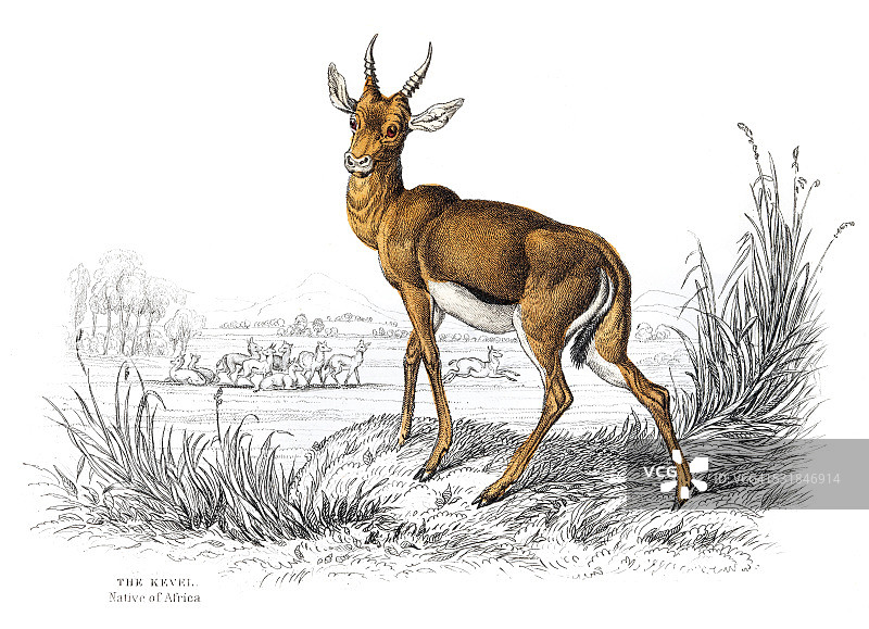 1855年普通Kevel雕刻图片素材