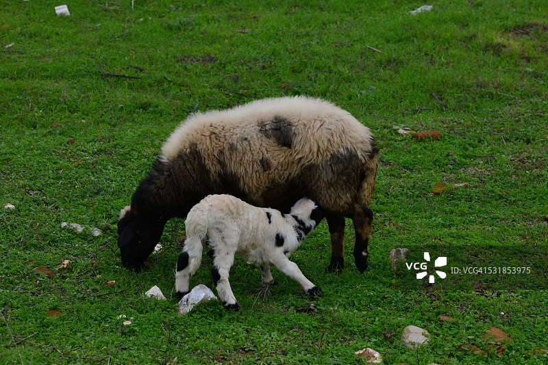 母亲给小羊羔喂奶图片素材