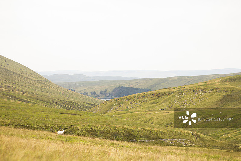 绵延的绿色山丘和山谷，一只绵羊图片素材