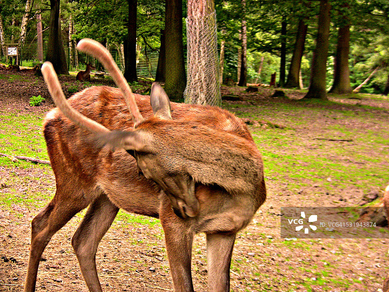 带鹿角的巴斯特图片素材