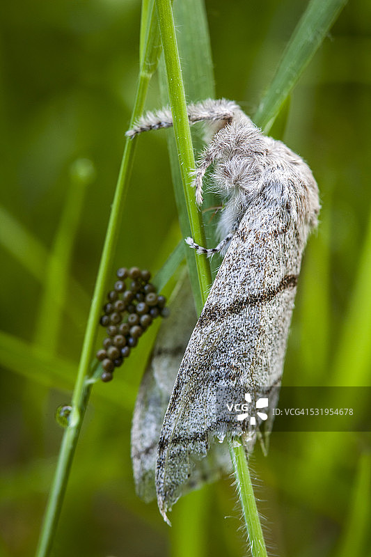 带有卵的淡褐色苔蛾雌性图片素材