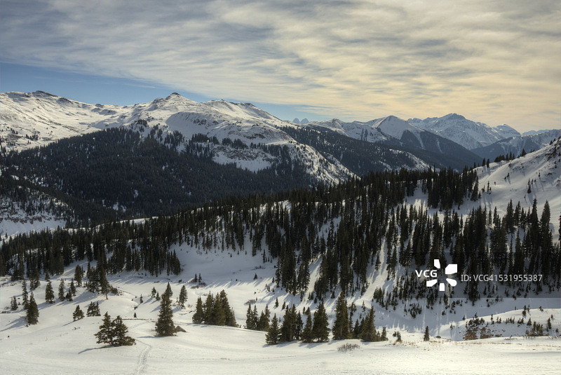 冬季黑熊图片素材