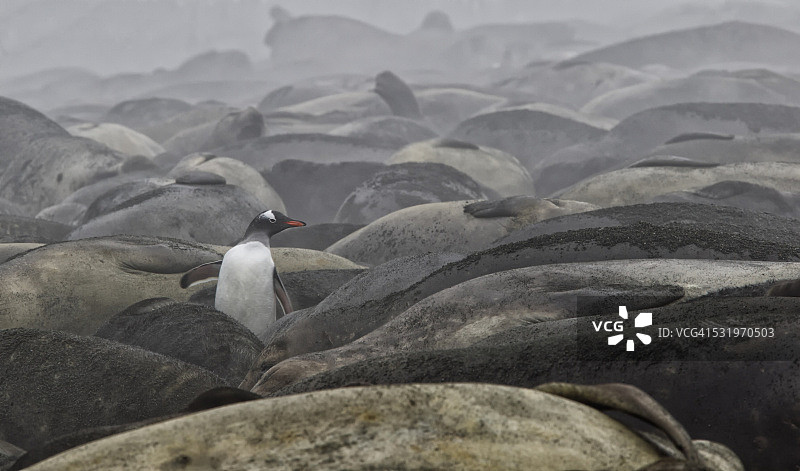 象海豹栖息地中的巴布亚企鹅图片素材