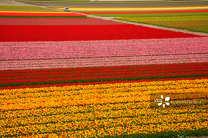 郁金香图片素材