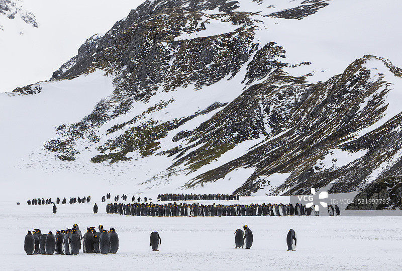 国王企鹅栖息地图片素材