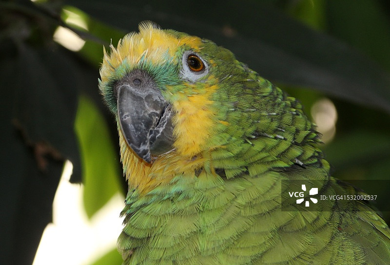 黄冠亚马逊鹦鹉写真图片素材
