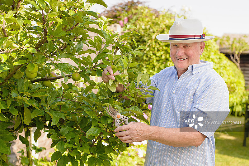 白人男子在花园里修剪灌木图片素材