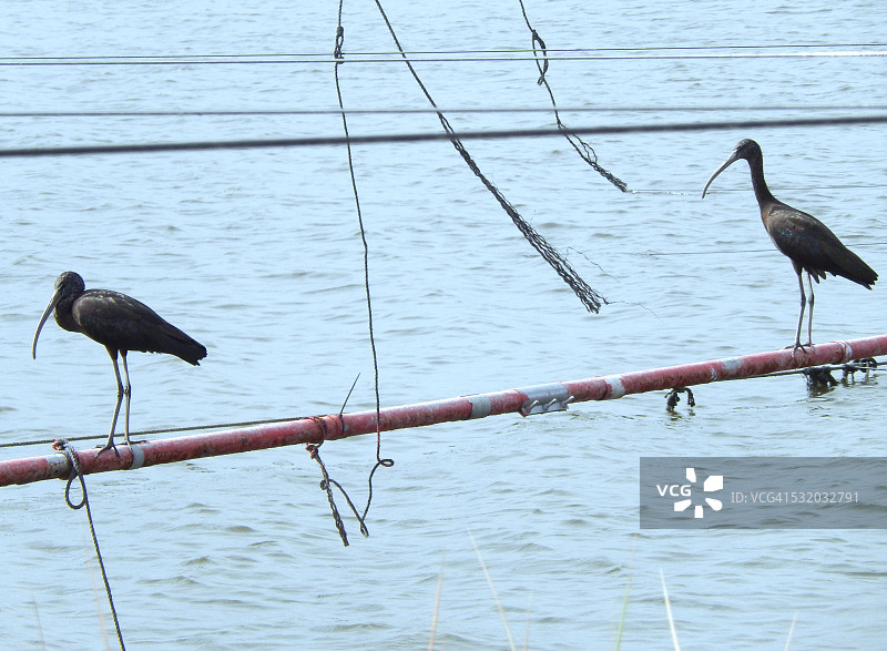 沿海咸水中的彩鹮图片素材