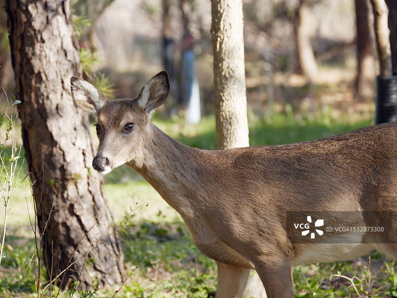 梅角角点州立公园的树林中的鹿图片素材