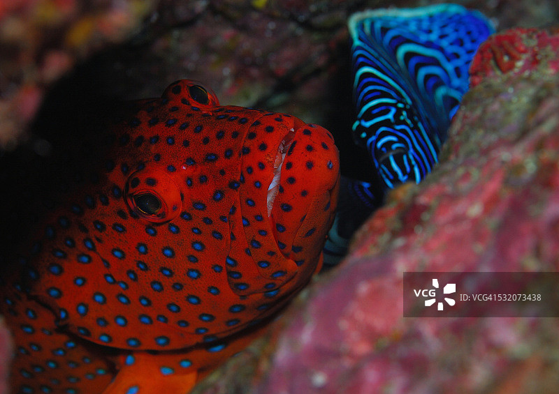 袖珍石斑鱼和皇帝神仙鱼（幼鱼）图片素材