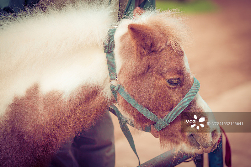 戴着马具的矮种马肖像，摩洛哥图片素材
