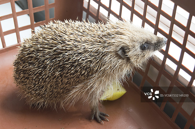 营救刺猬图片素材