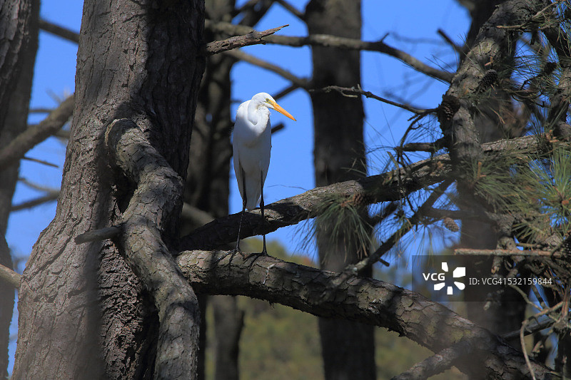 大白鹭的倒影-钦科蒂格弗吉尼亚州图片素材