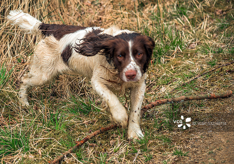 玩耍的英国激飞猎犬图片素材